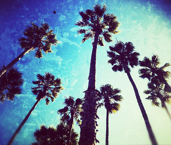 © 2012 Nicole Canegata - California Dreaming